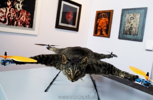 deadcat.jpg