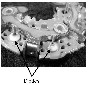 Mocnostne_diode_alternatorja.JPG